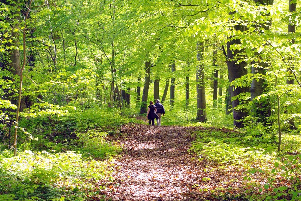 Natural Alsace: Forest in the Sundgau © French Moments