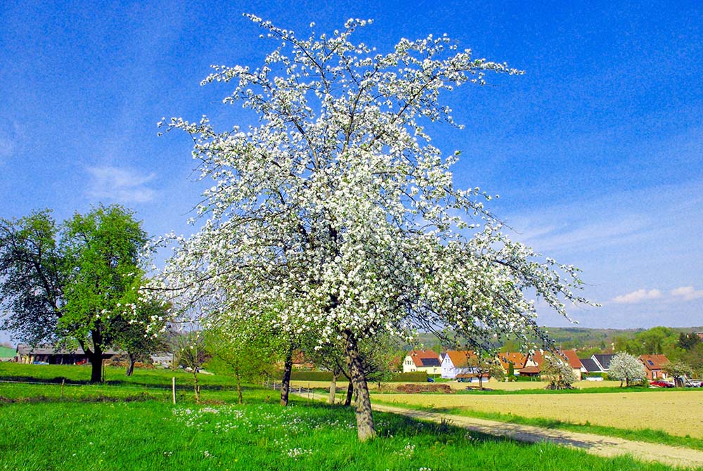 Natural Alsace: Spring in the Sundgau near Hirtzbach © French Moments
