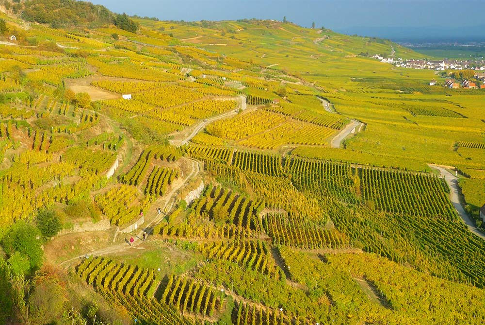 Natural Alsace: Vineyards near Kaysersberg © French Moments