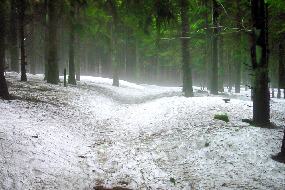 Unesco Sites in Alsace and Lorraine - Forest in the Vosges © French Moments