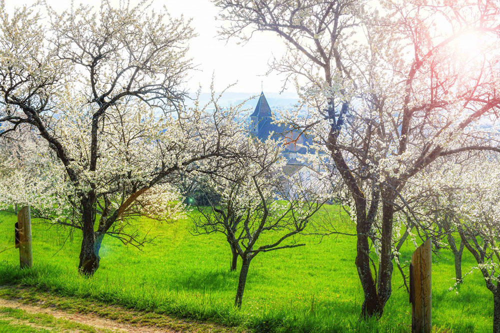 Mirabelle trees in bloom in Lorraine © French Moments