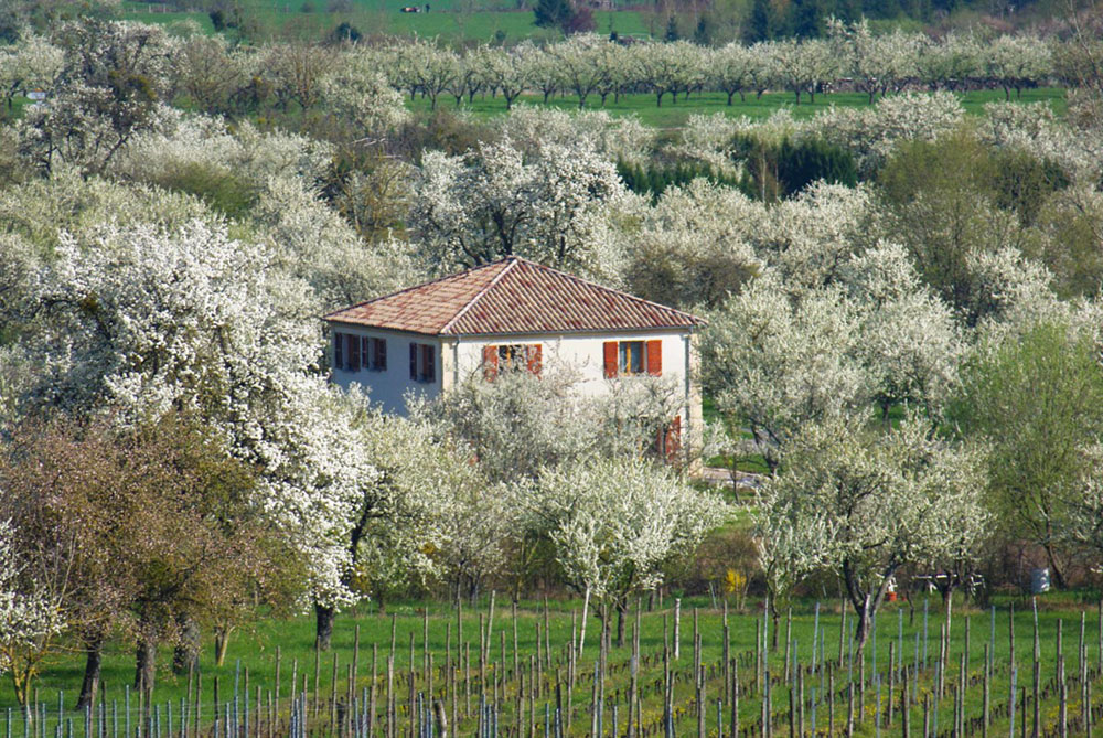 Mirabelle trees in bloom in Lorraine © French Moments