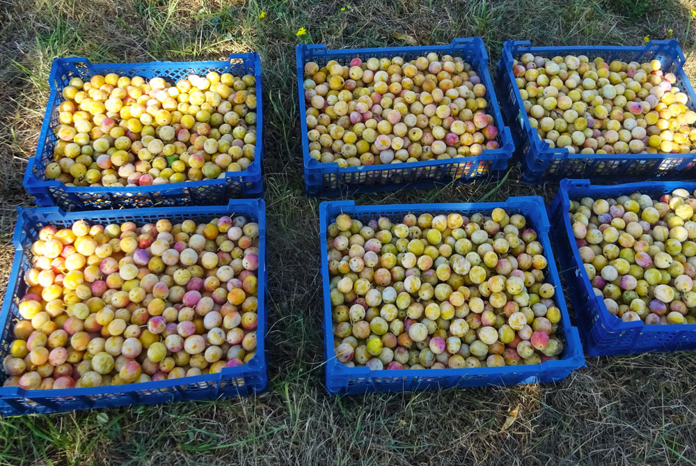 Mirabelle plum harvest © French Moments