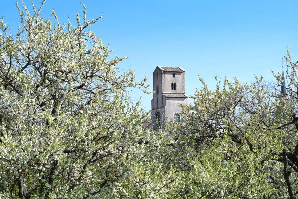 Mirabelle trees in bloom in Lorraine © French Moments