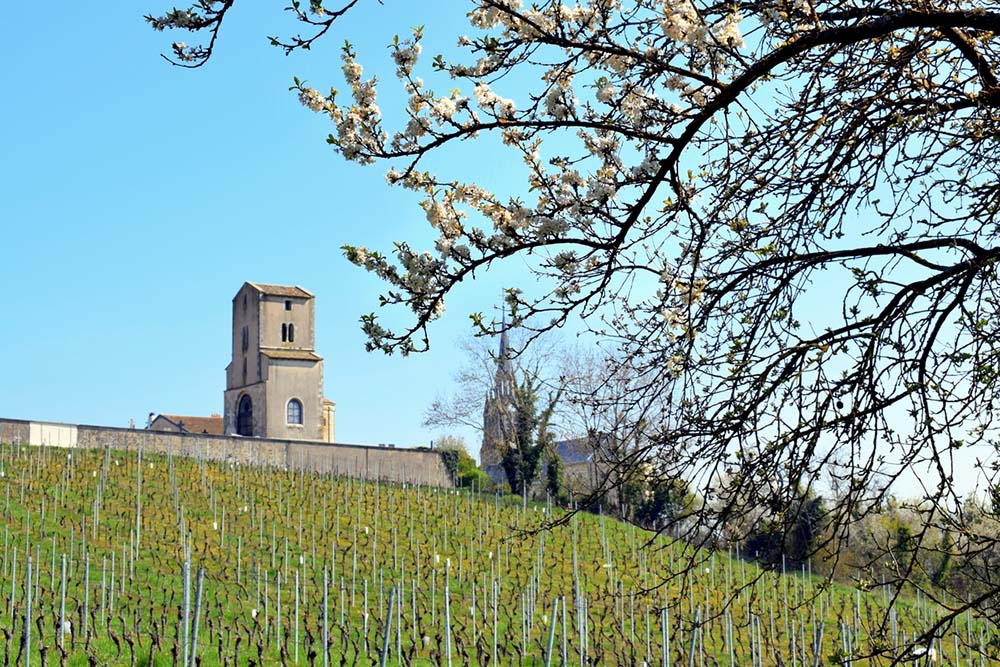 Mirabelle trees in bloom in Lorraine © French Moments