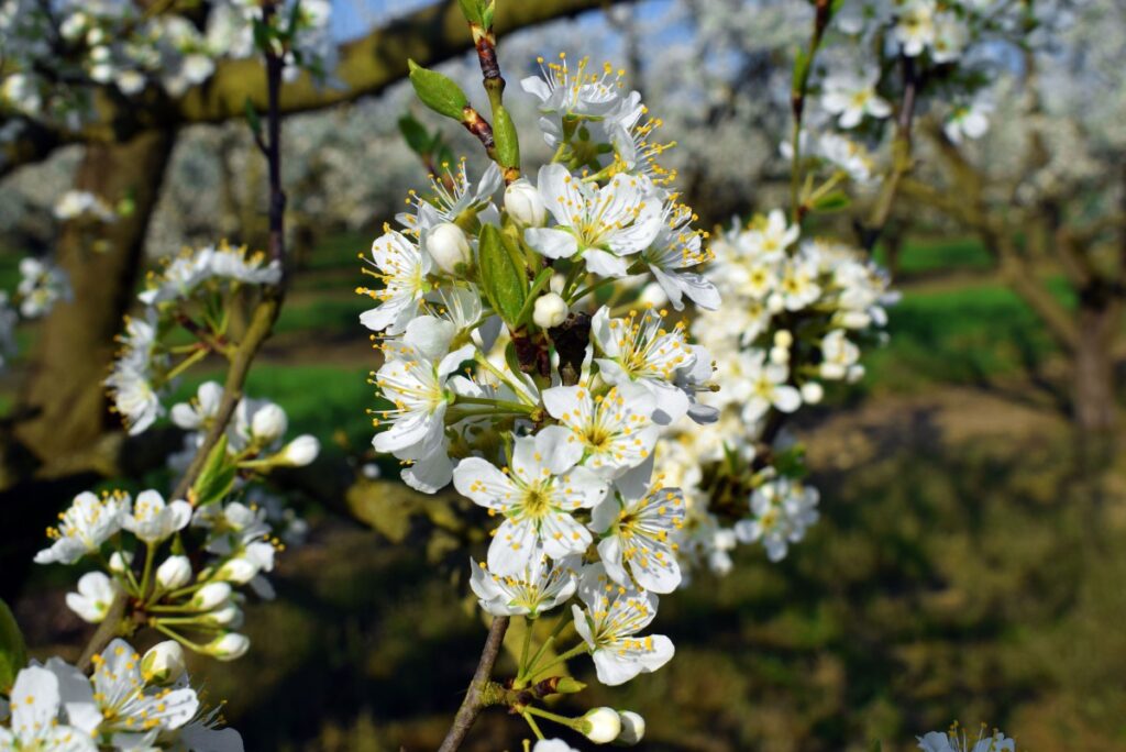 Mirabelle trees in bloom in Lorraine © French Moments
