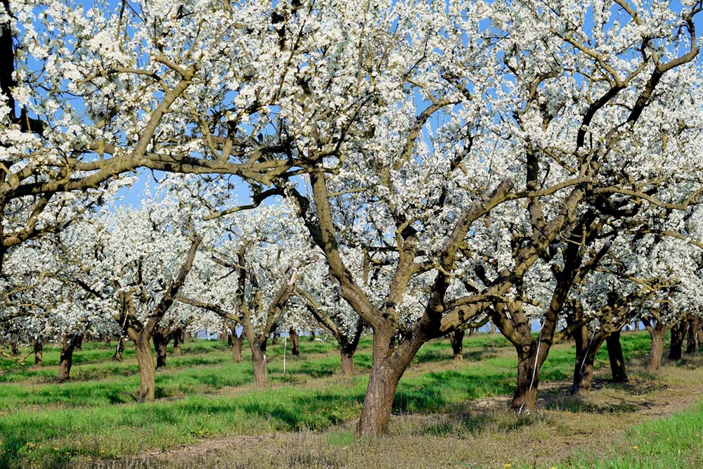 Mirabelle trees in bloom in Lorraine © French Moments
