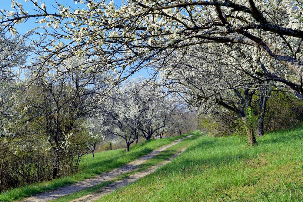 Mirabelle trees in bloom in Lorraine © French Moments