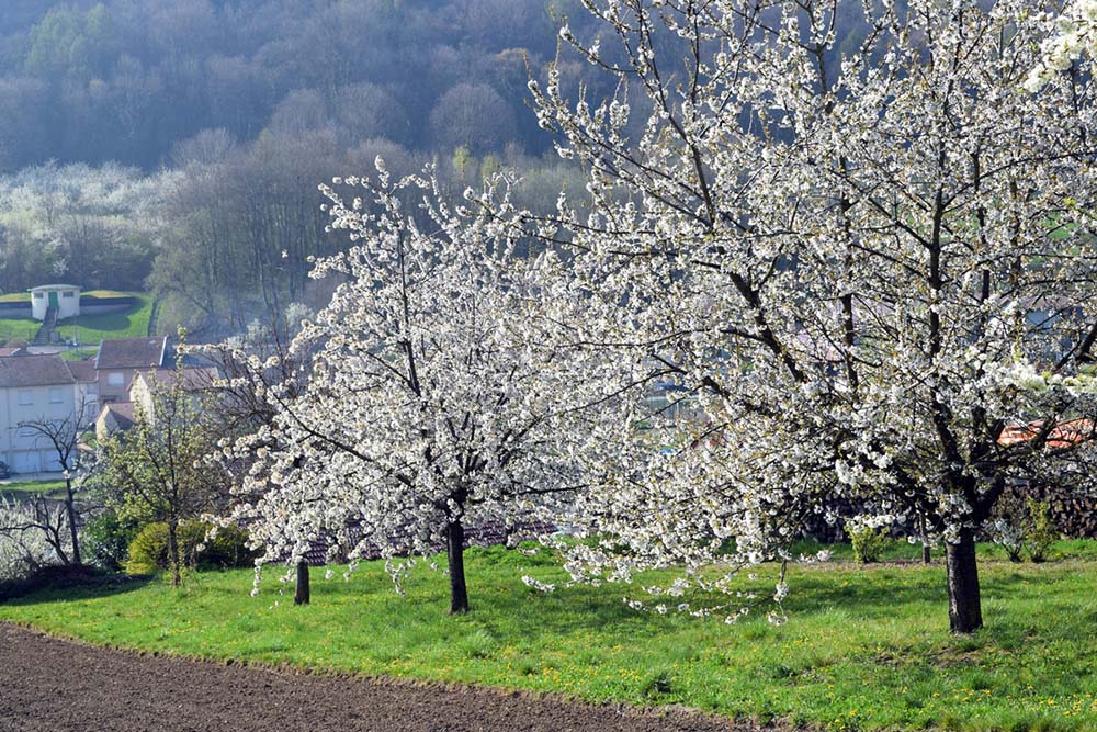 Mirabelle trees in bloom in Lorraine © French Moments