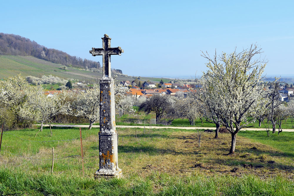 Mirabelle trees in bloom in Lorraine © French Moments