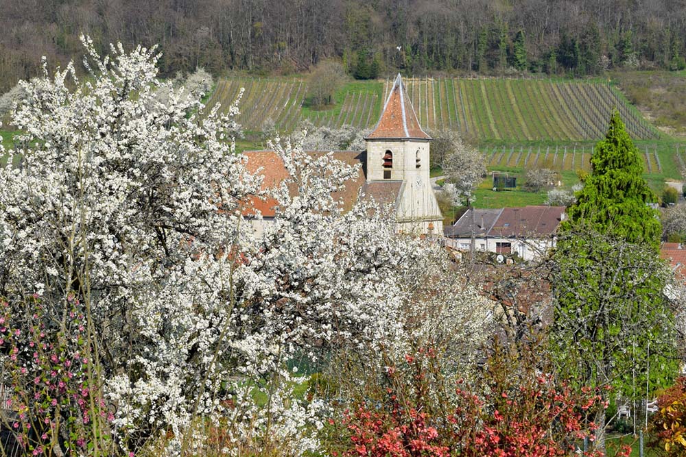 Mirabelle trees in bloom in Lorraine © French Moments