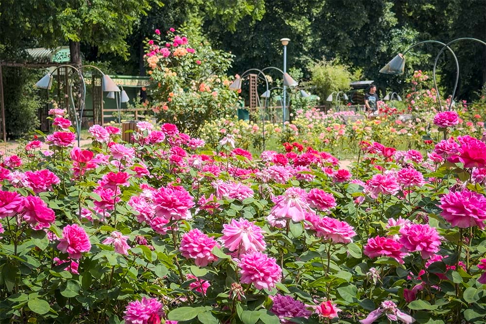 Things to do in Nancy - Parc de la Pépinière © French Moments
