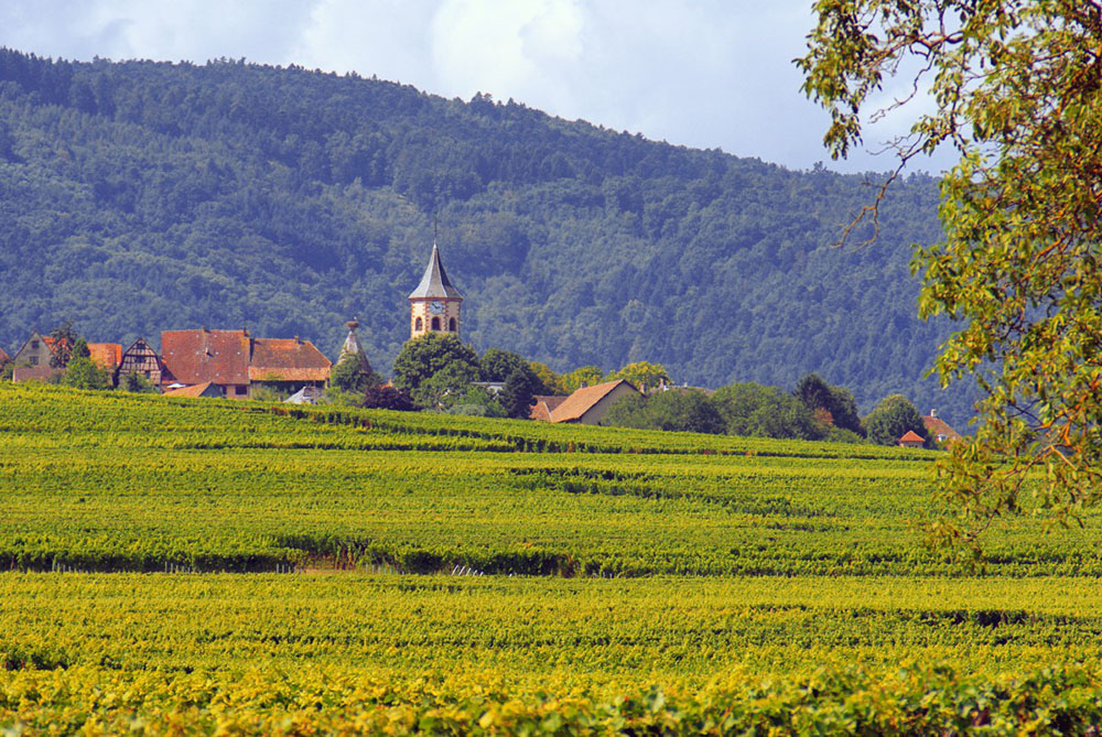 The village of Zellenberg in Alsace