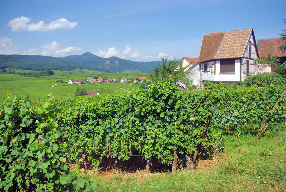 The vineyards of Zellenberg