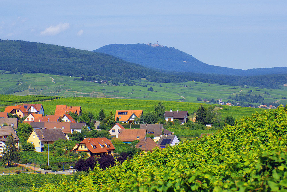 Glimpse of the Haut-Kœnigsbourg from Zellenberg