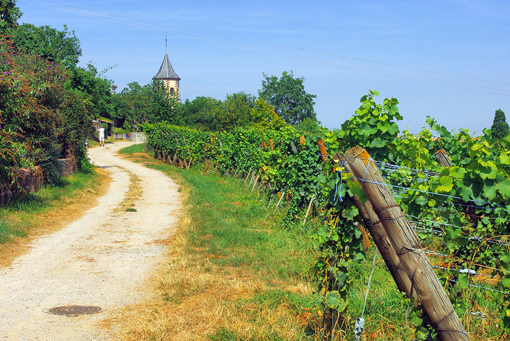 A walk in the vineyards of Zellenberg along the Dornerweg Path