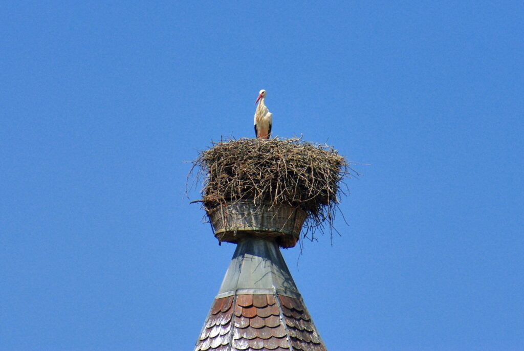 The Stork's nest in Zellenberg
